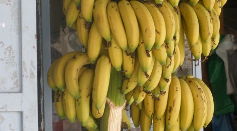 Bananas on the vine