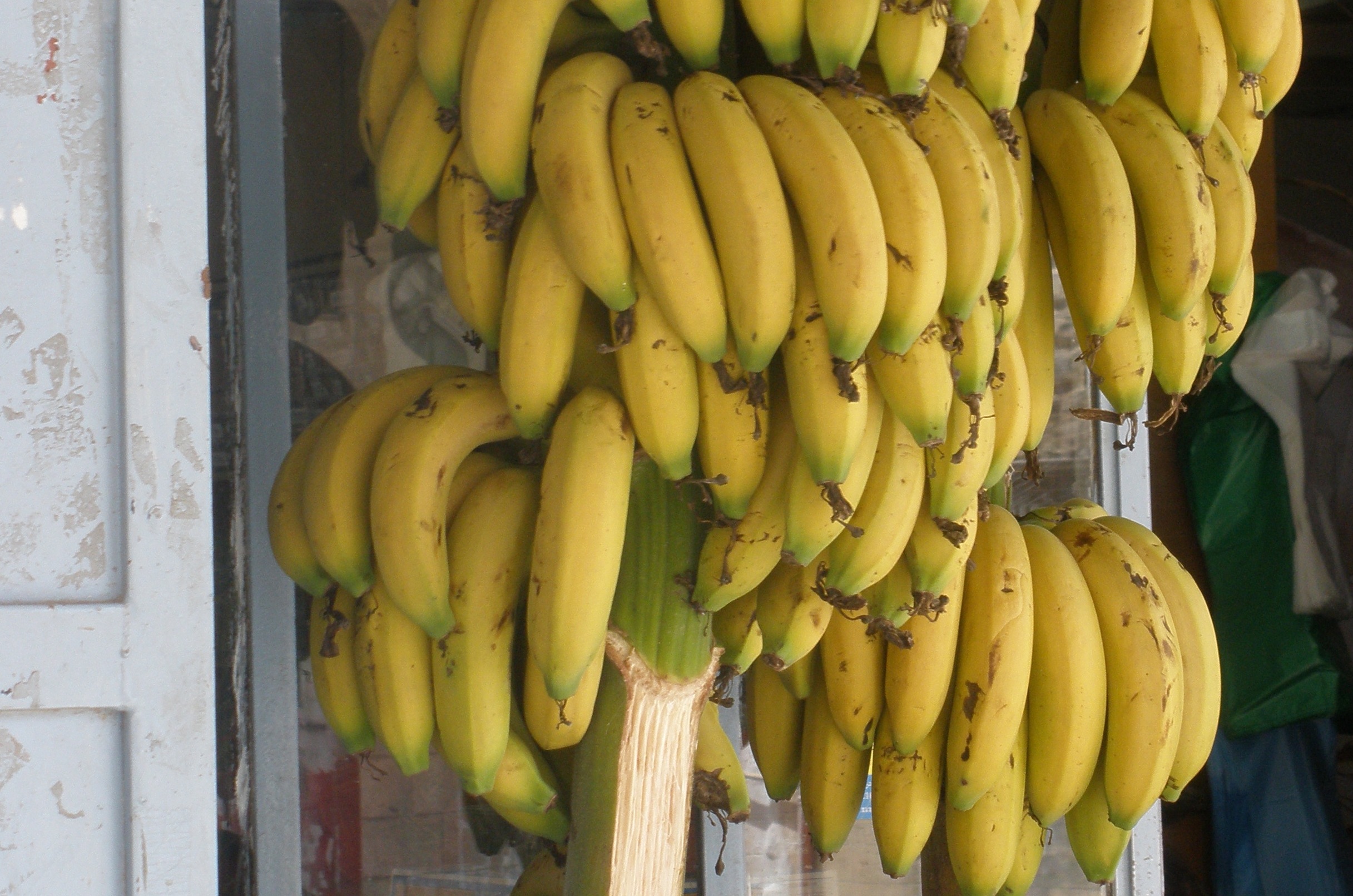 Bananas on the vine