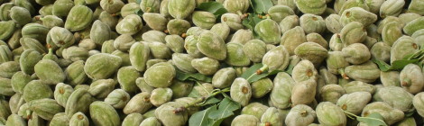 Green Almonds