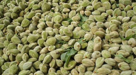 Green Almonds